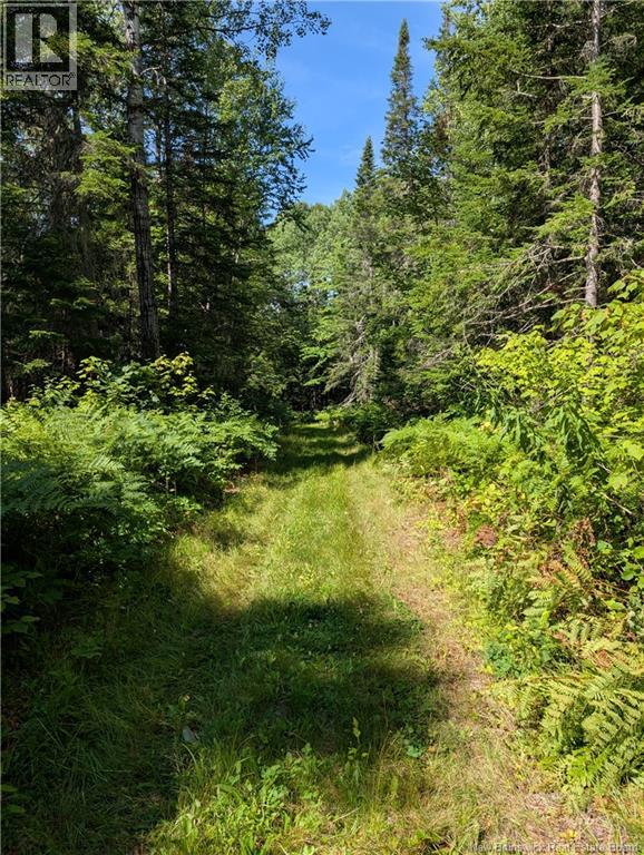 76.8 Acres Little River, Little River, New Brunswick  E2A 6M7 - Photo 7 - NB128037