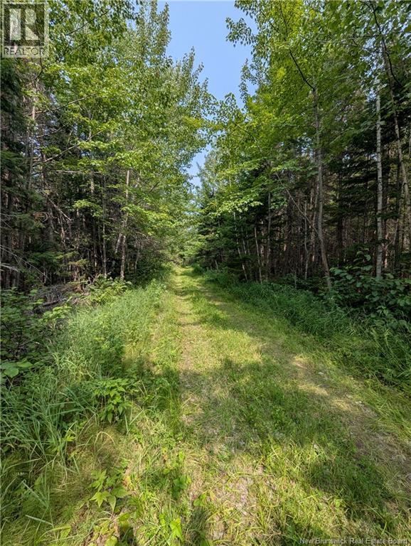 76.8 Acres Little River, Little River, New Brunswick  E2A 6M7 - Photo 11 - NB128037