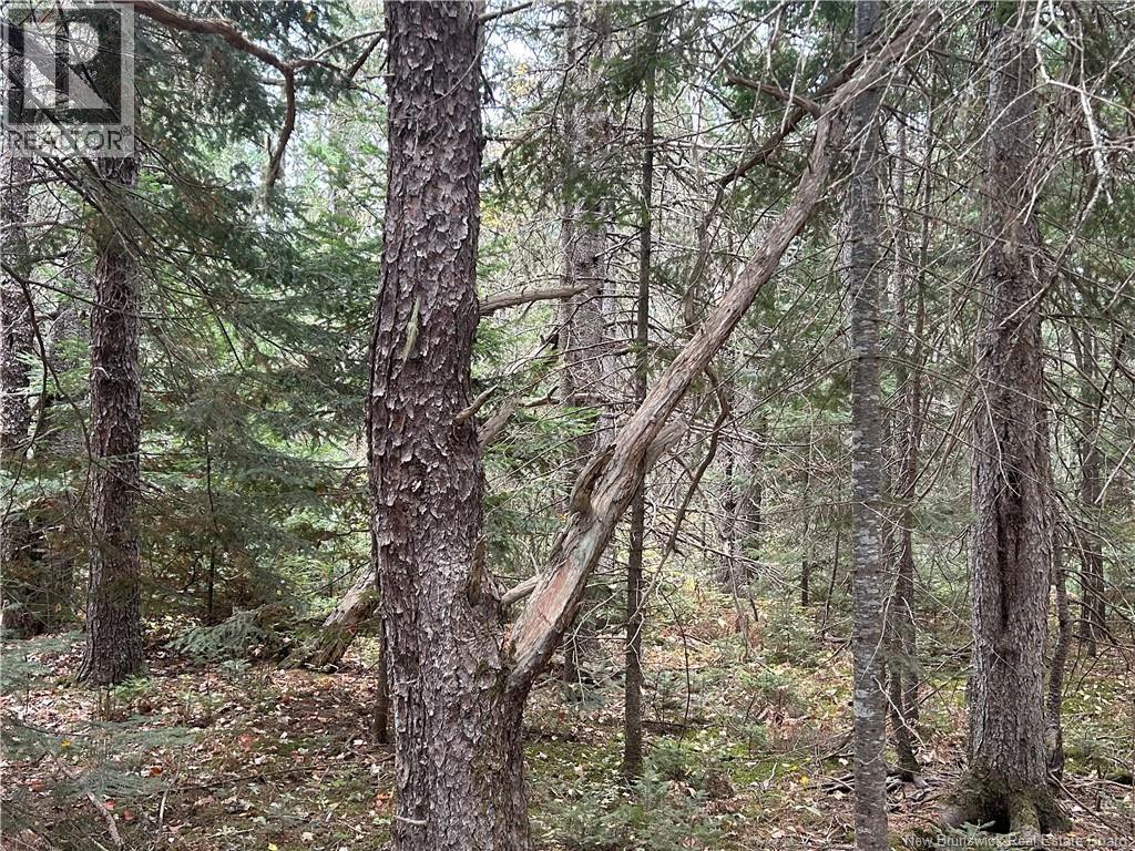 Buckley Road, Harewood, New Brunswick  E4Z 4A2 - Photo 4 - NB128170