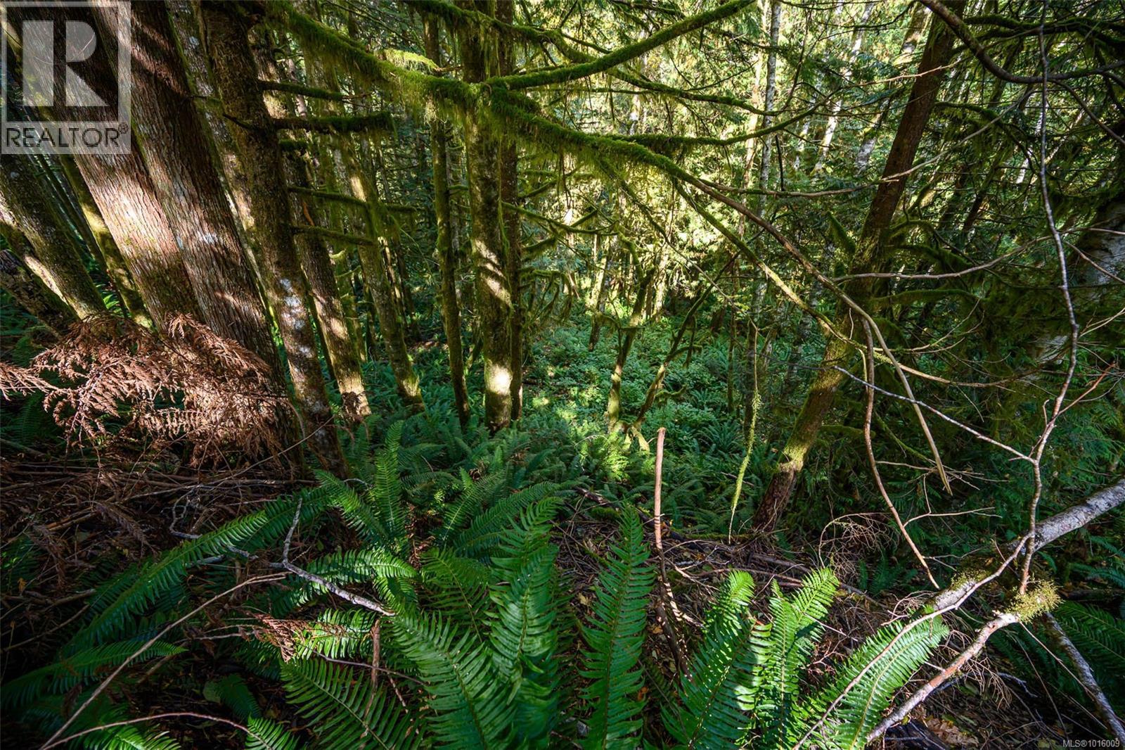 584 Sabre Rd, Sayward, British Columbia  V0P 1R0 - Photo 18 - 1016009
