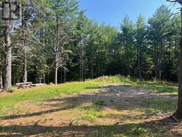942 Balmer Road, North Kawartha, Ontario  K0L 1A0 - Photo 4 - X12452171