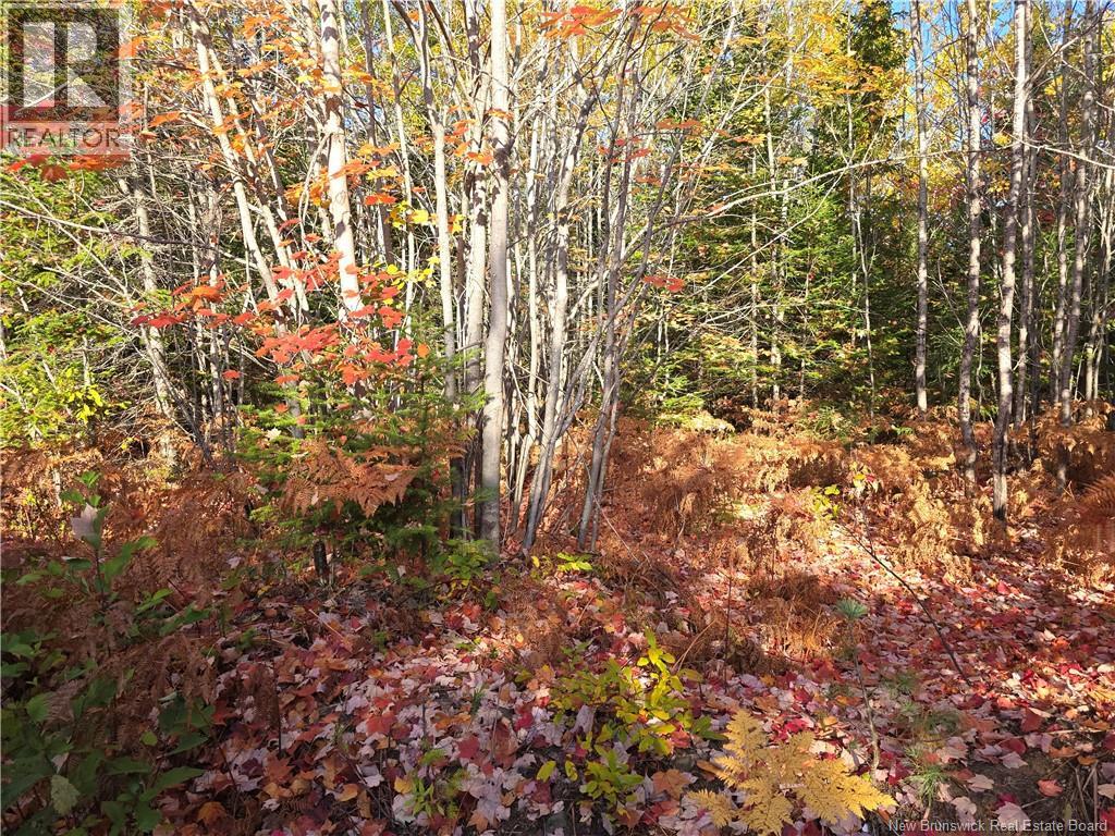 28 Acres Rue Des Fondateurs, Petit-Paquetville, New Brunswick  E8R 1B3 - Photo 5 - NB128142