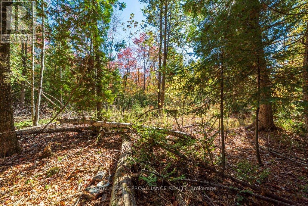 525 Skootamatta Lake Road, Frontenac (Frontenac North), Ontario  K0H 1K0 - Photo 39 - X12453940