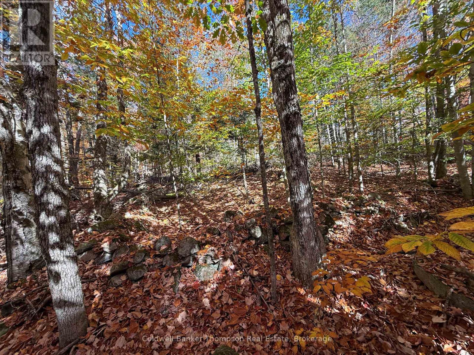 Lt 29 Con 11 Franklin; Lake Of Bays, The District Municipality Of Muskoka, Lake Of Bays, Ontario  N0N 0N0 - Photo 36 - X12454801