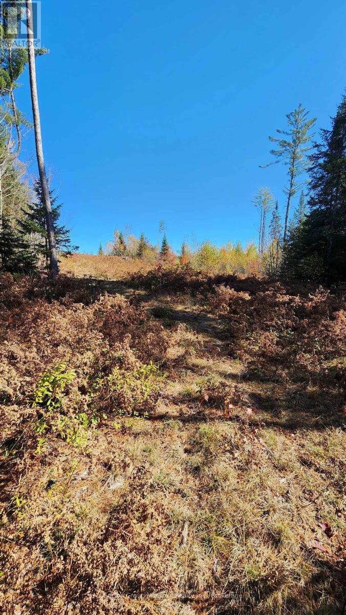 00 Red Pine Trail, Bracebridge (Macaulay), Ontario  P0B 1L0 - Photo 4 - X12456558