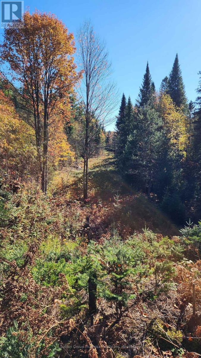 00 Red Pine Trail, Bracebridge (Macaulay), Ontario  P0B 1L0 - Photo 6 - X12456558