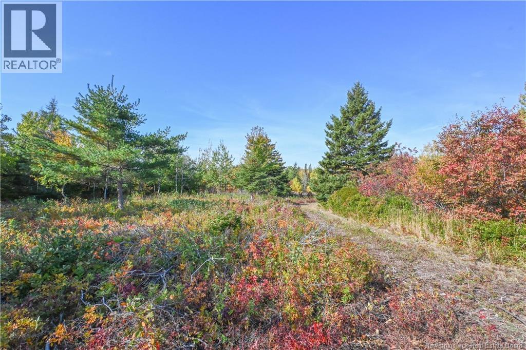 Lot Olivier Road, Maisonnette, New Brunswick  E8N 2A2 - Photo 25 - NB126481