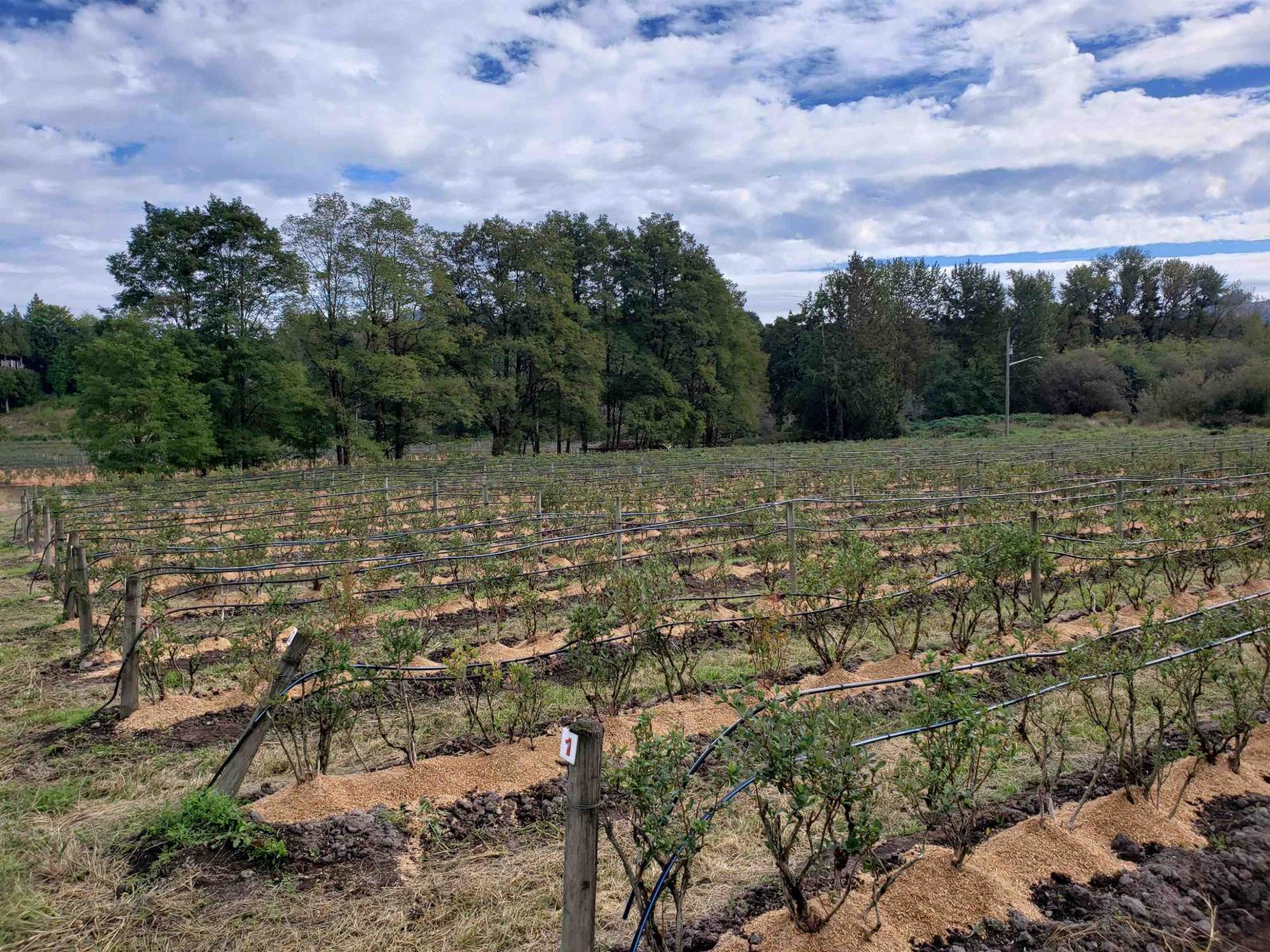 34861 Bateman Road, Abbotsford, British Columbia  V2S 7Y8 - Photo 12 - R3029633