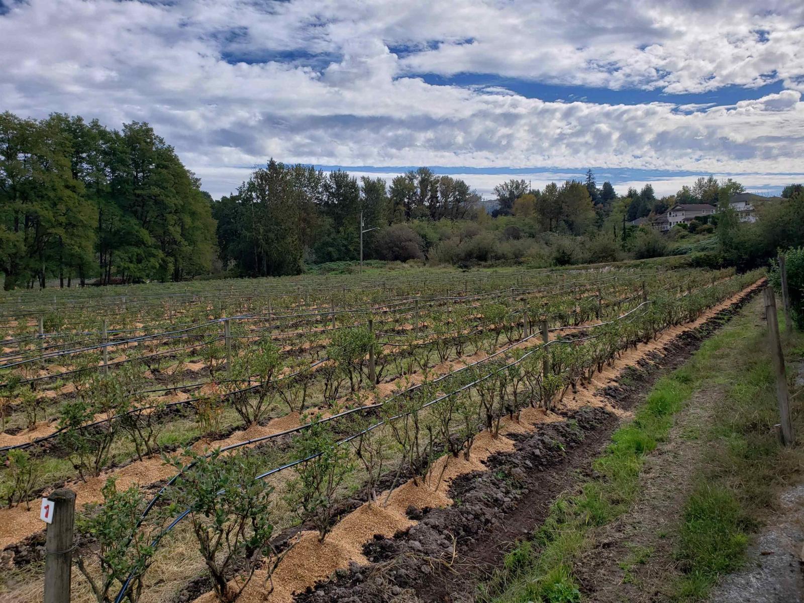 34861 Bateman Road, Abbotsford, British Columbia  V2S 7Y8 - Photo 13 - R3029633