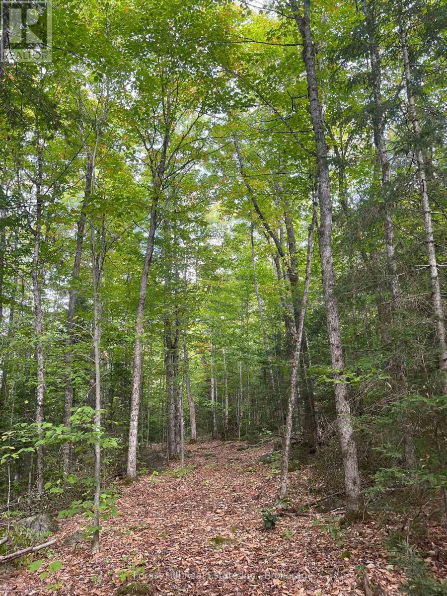4488 Kawagama Lake Road, Algonquin Highlands (Sherborne), Ontario  P0A 1E0 - Photo 18 - X12458715