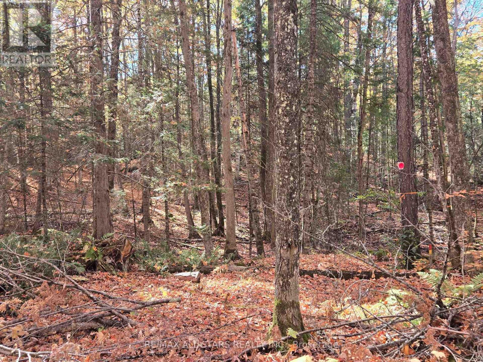 0 Salerno Lake Road, Highlands East, Ontario  K0M 1X0 - Photo 6 - X12460924