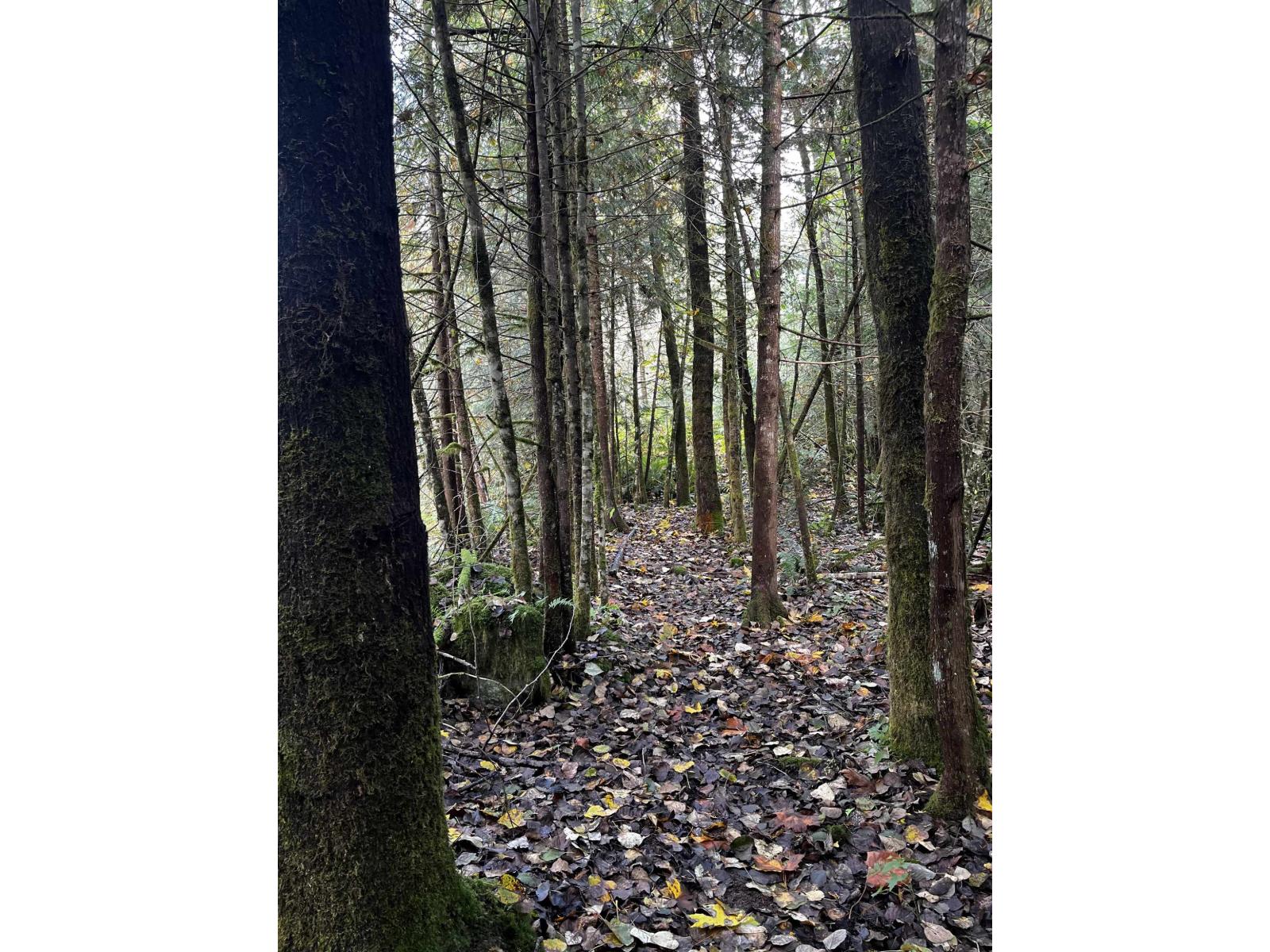 14350 Sylvester Road, Mission, British Columbia  V2V 4J1 - Photo 39 - R3057807