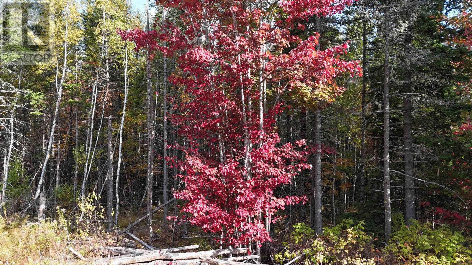 Lot Chesley Road, Barss Corner, Nova Scotia  B0R 1A0 - Photo 5 - 202525857