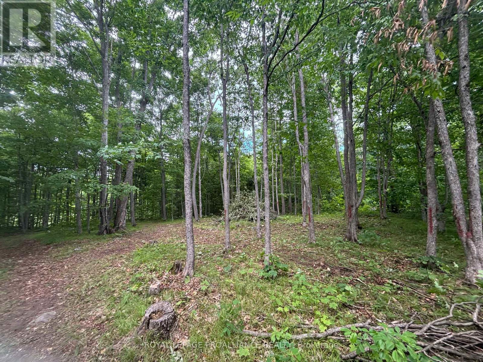 Severed B - 554 Pigden Road, Madoc, Ontario  K0K 2K0 - Photo 7 - X12463351