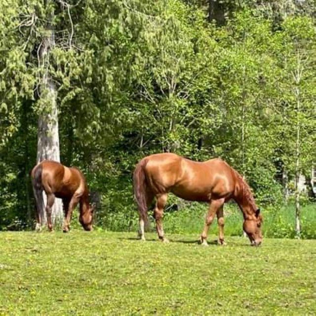 5633 Huston Road, Ryder Lake, Ryder Lake, British Columbia  V4Z 1E5 - Photo 33 - R3058655