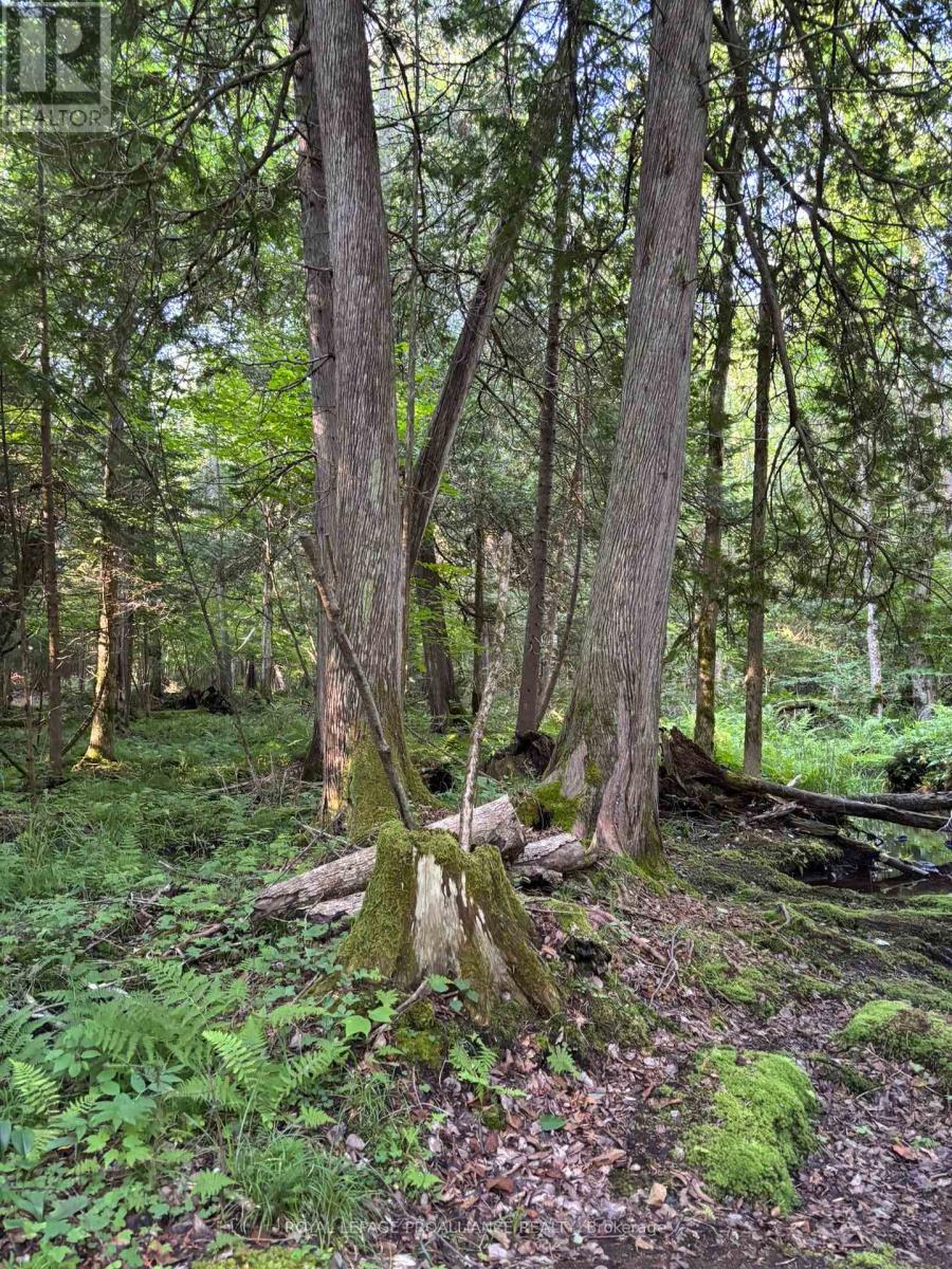 732 Old Barry's Bay Road, Madawaska Valley, Ontario  K0J 1B0 - Photo 33 - X12463743