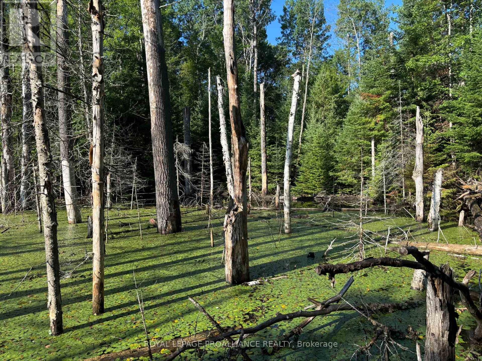 732 Old Barry's Bay Road, Madawaska Valley, Ontario  K0J 1B0 - Photo 42 - X12463743