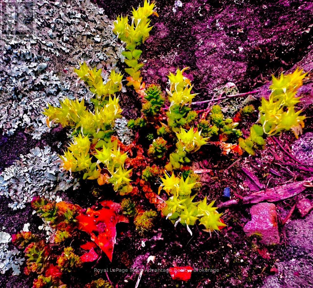 19 - 1 Crane Walker Road, The Archipelago, Ontario  P2A 0B7 - Photo 24 - X12179816