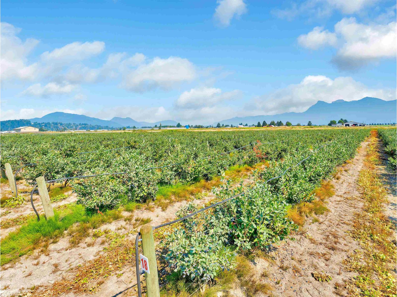 46950 Chilliwack Central Road, East Chilliwack, Chilliwack, British Columbia  V2P 8C5 - Photo 13 - R3047525