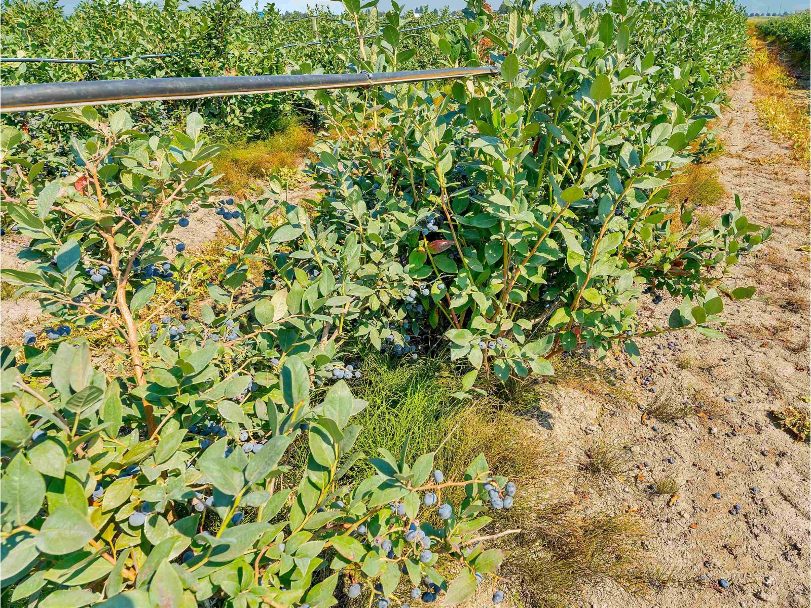 46950 Chilliwack Central Road, East Chilliwack, Chilliwack, British Columbia  V2P 8C5 - Photo 14 - R3047525