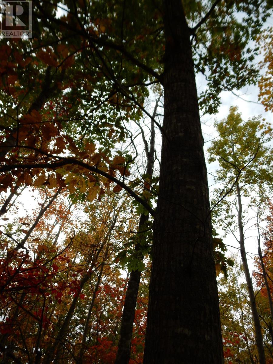 Highway 6, Waldegrave, Nova Scotia  B0K 1V0 - Photo 28 - 202525994