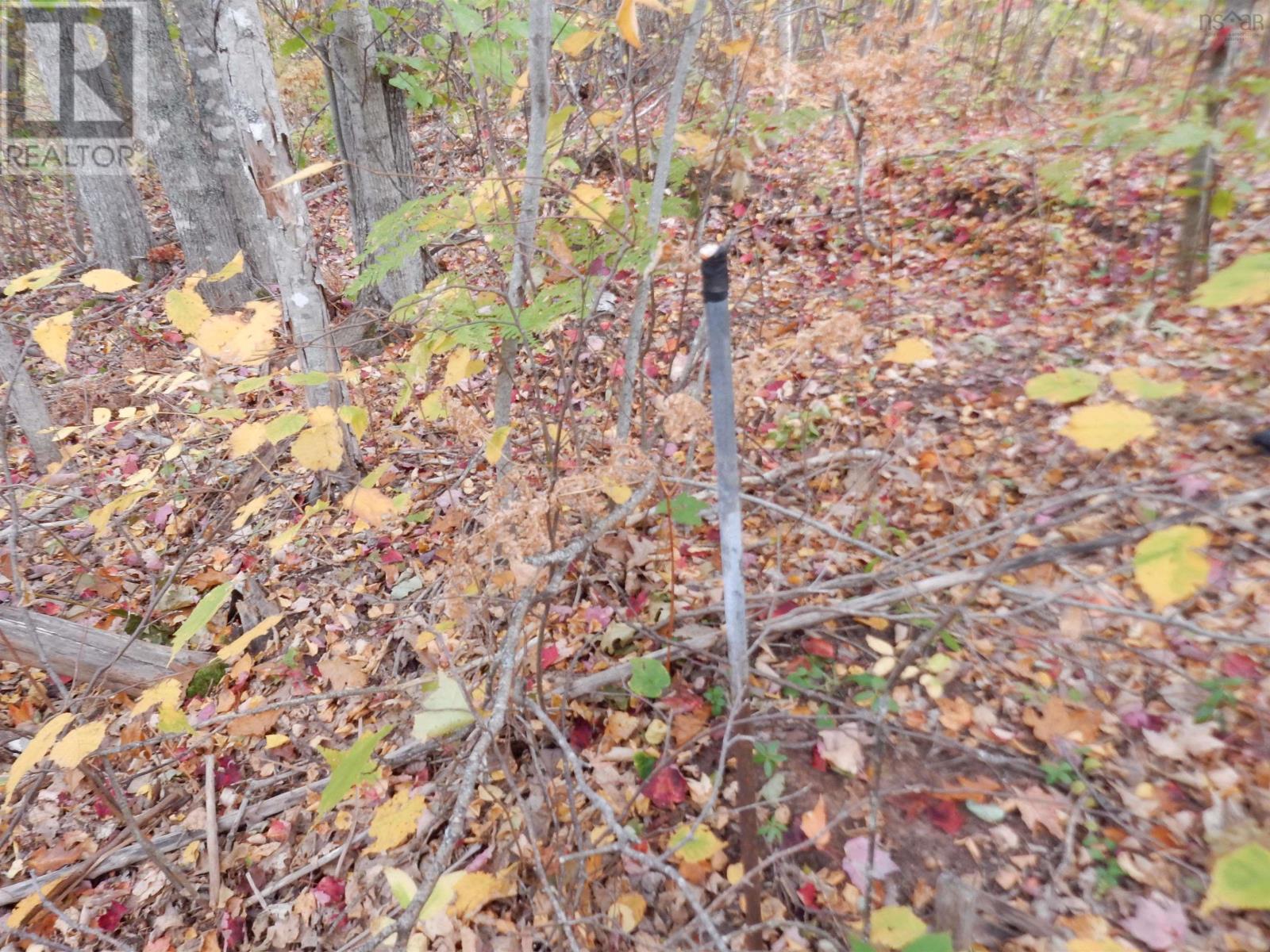 Highway 6, Waldegrave, Nova Scotia  B0K 1V0 - Photo 29 - 202525995