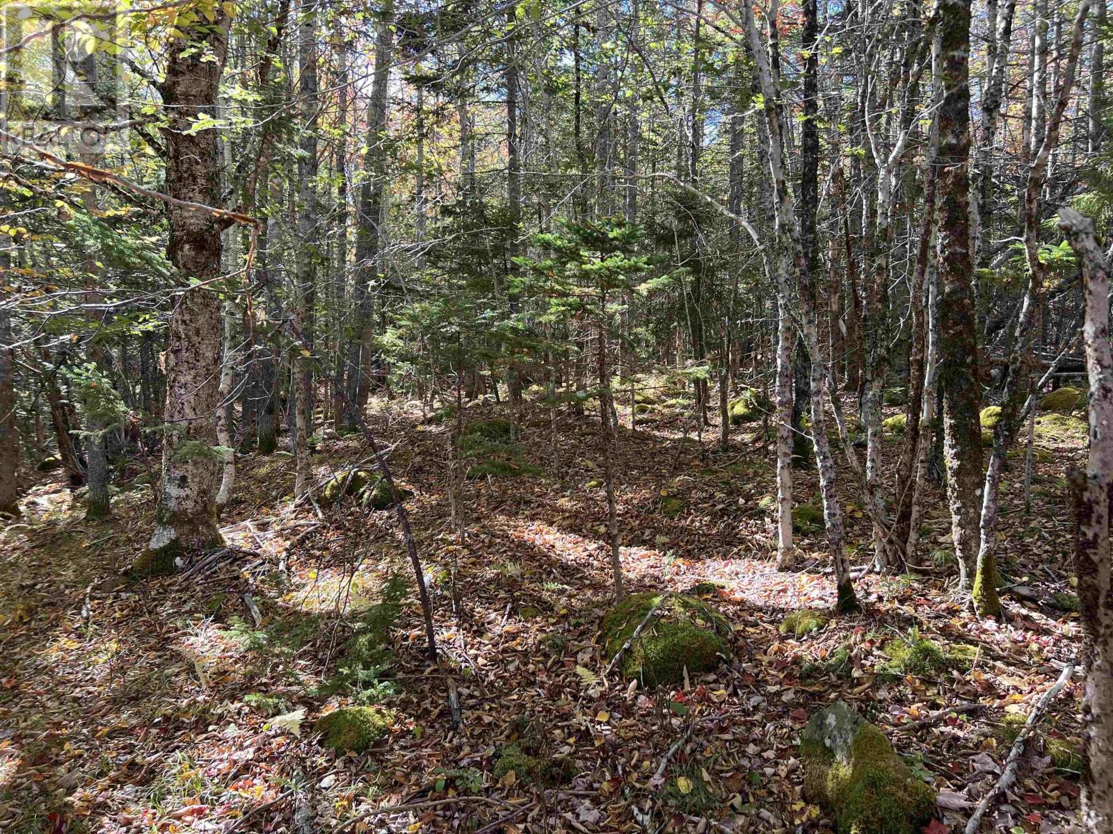 Lot Huey Lake Road, Mount Pleasant, Nova Scotia  B0R 1A0 - Photo 21 - 202525617
