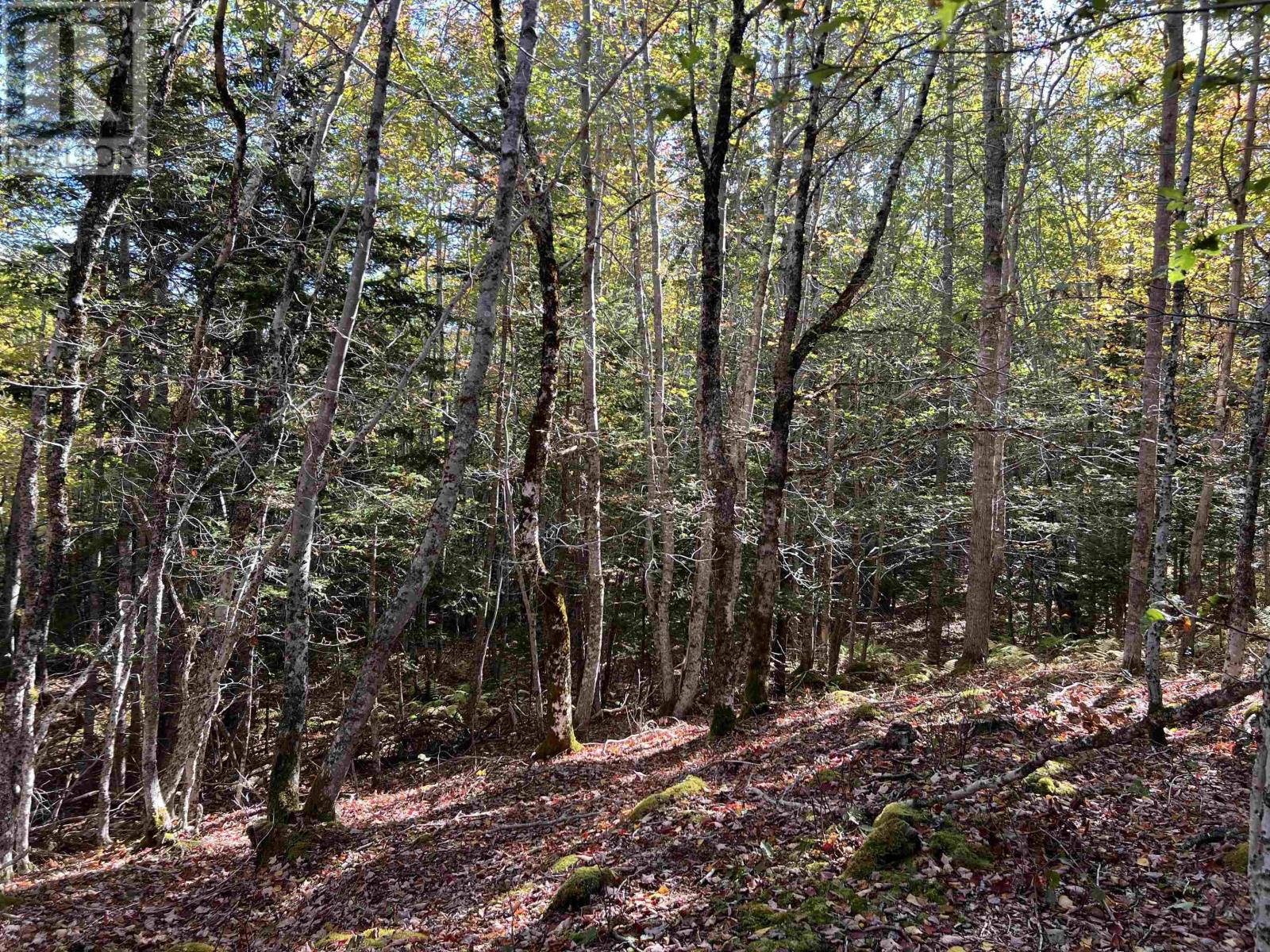 Lot Huey Lake Road, Mount Pleasant, Nova Scotia  B0R 1A0 - Photo 22 - 202525617