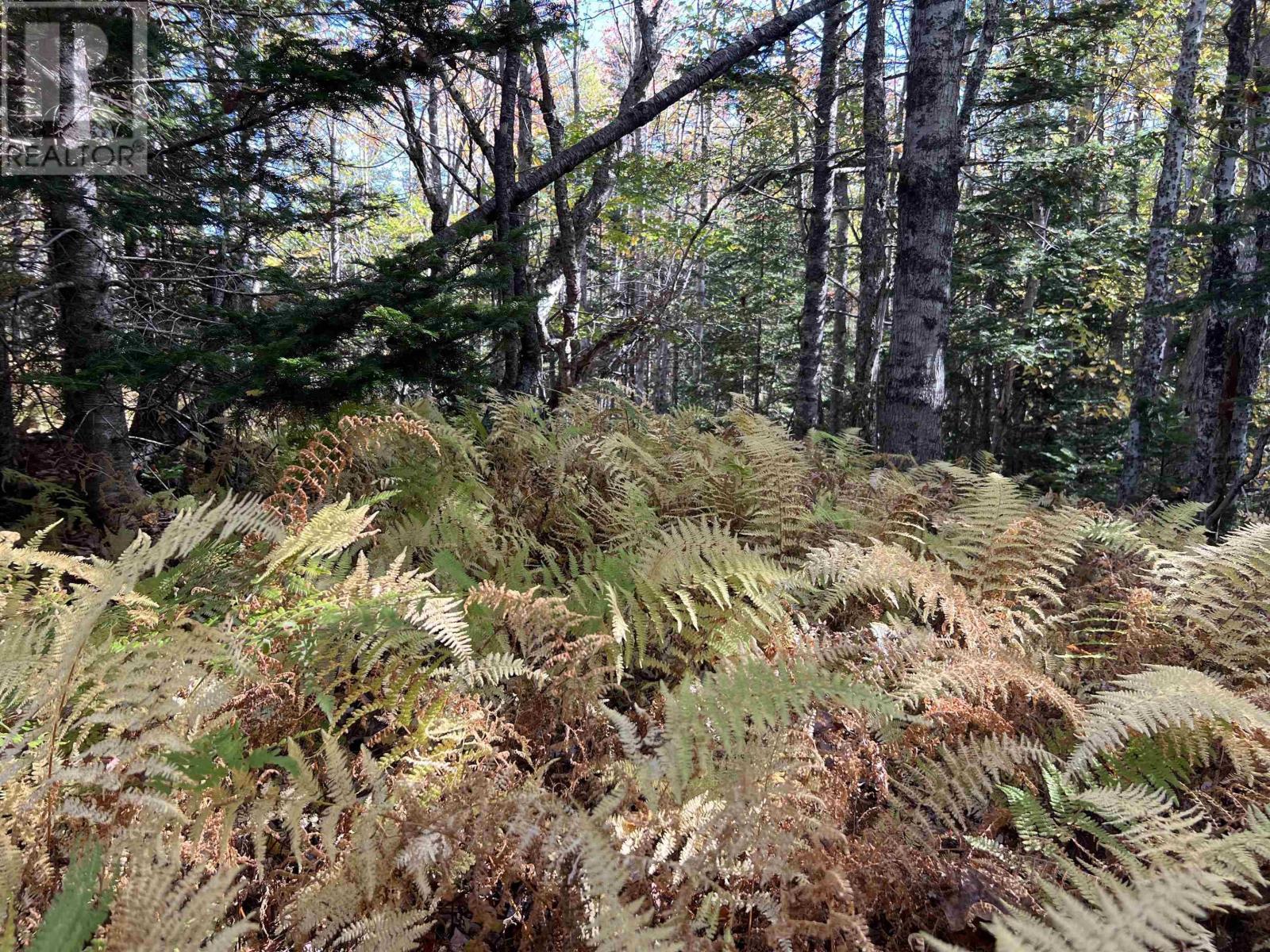 Lot Huey Lake Road, Mount Pleasant, Nova Scotia  B0R 1A0 - Photo 4 - 202525617