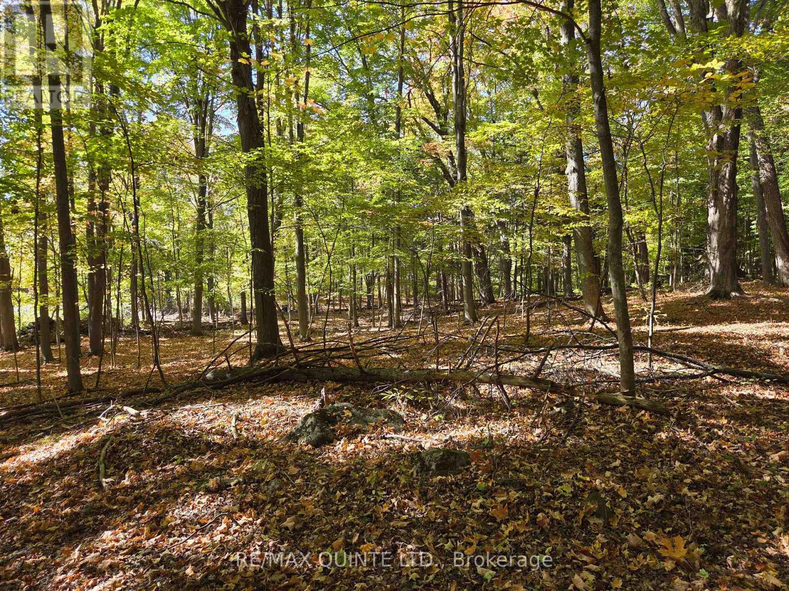 551 Marlbank Road, Tweed, Ontario K0K 3J0 - Photo 41 - X12450063