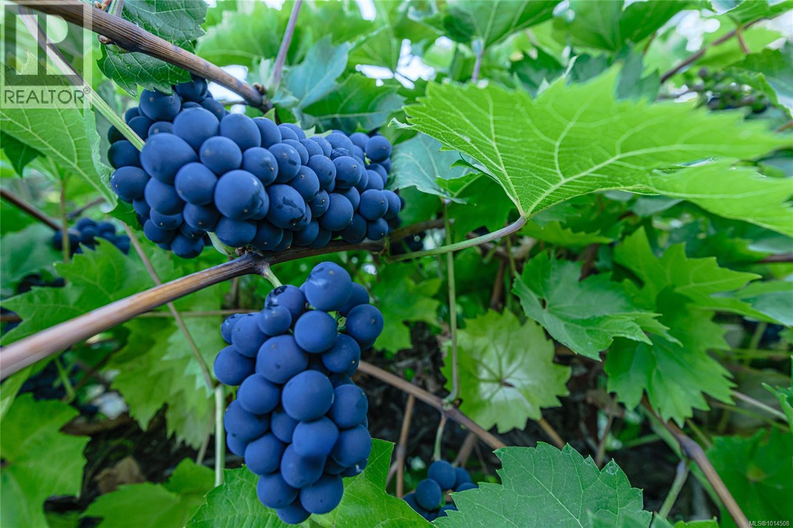 198 Saltspring Way, Salt Spring, British Columbia  V8K 2G2 - Photo 39 - 1014508