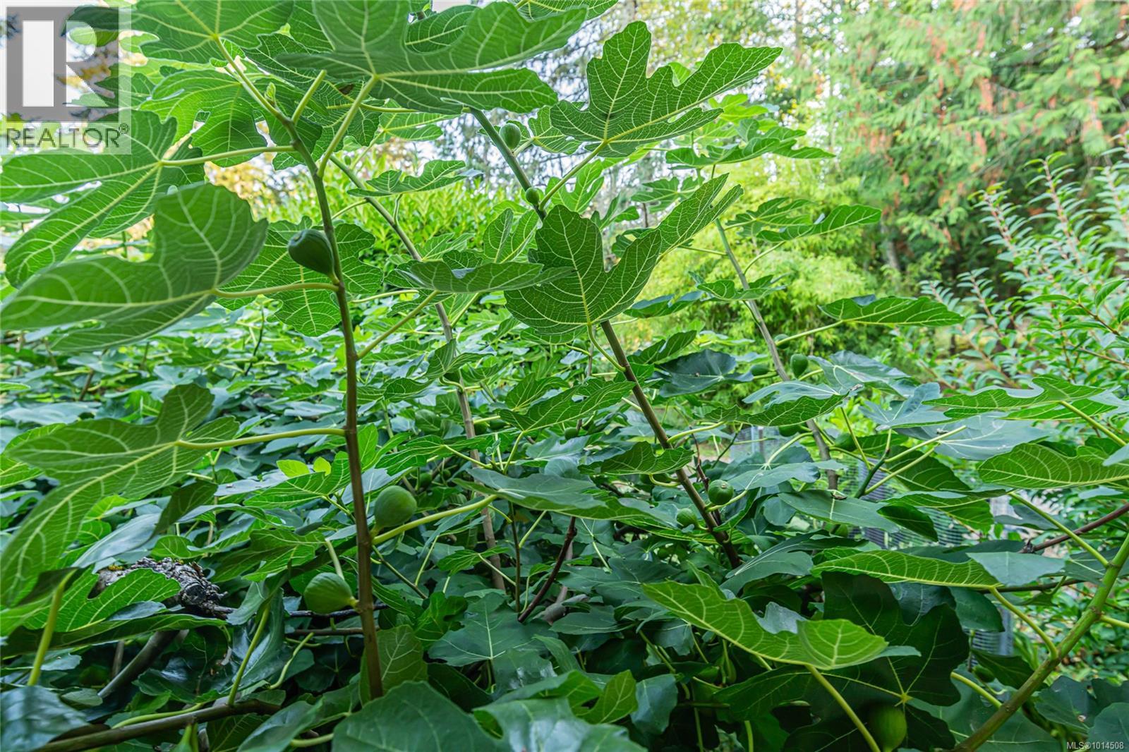 198 Saltspring Way, Salt Spring, British Columbia  V8K 2G2 - Photo 56 - 1014508