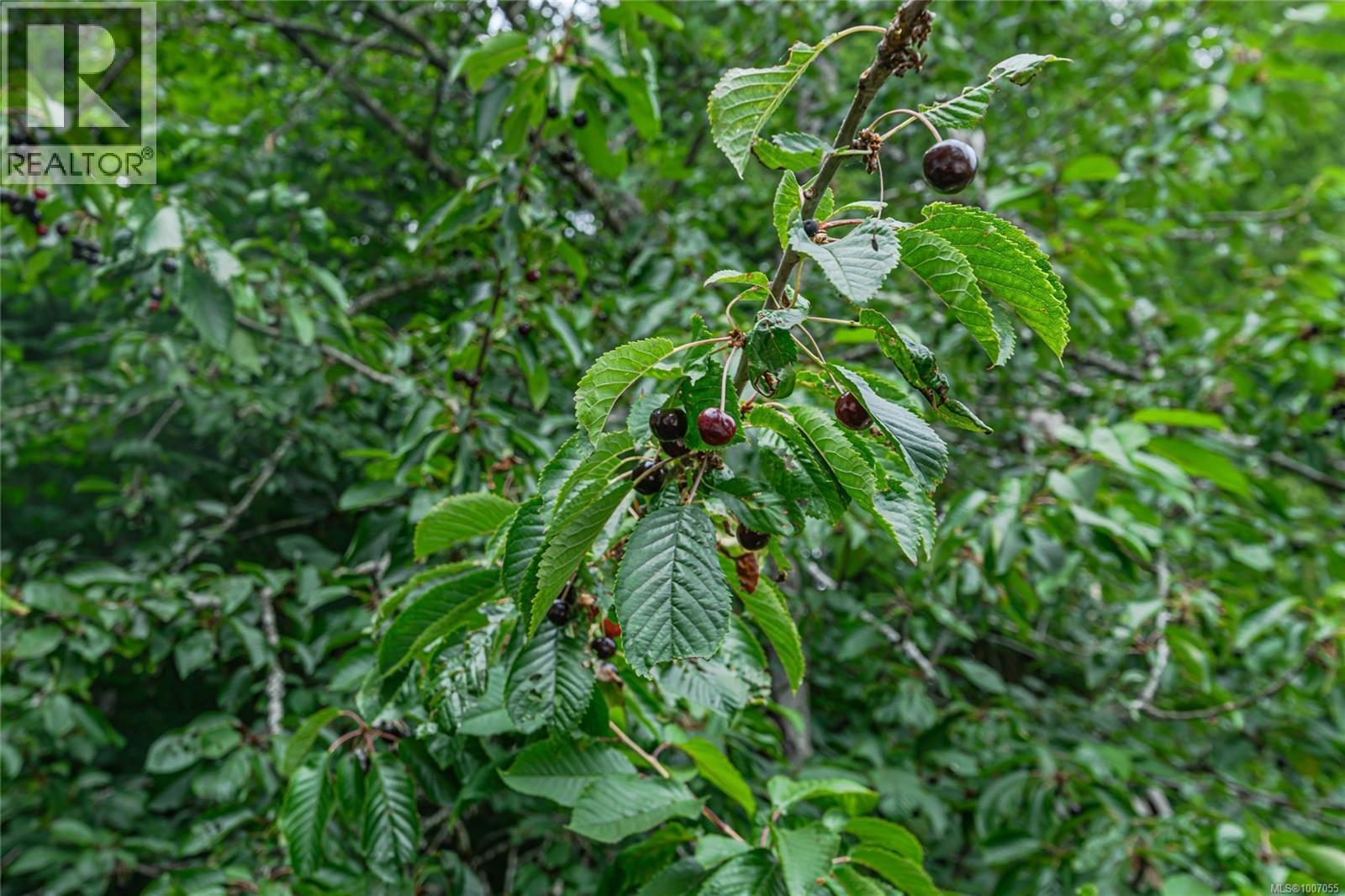 231 Kanaka Rd, Salt Spring, British Columbia  V8K 2A9 - Photo 59 - 1007055