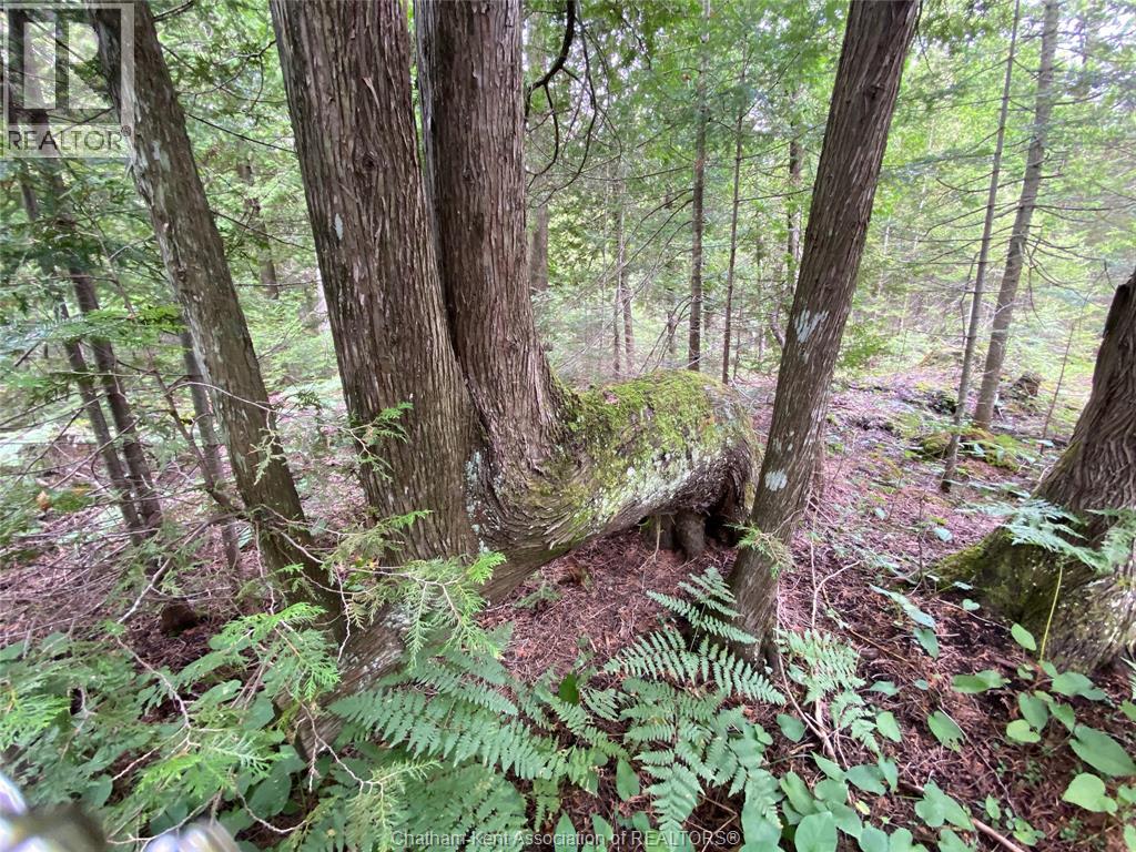 V/l Warner Bay Road, Bruce County, Ontario  N0H 2R0 - Photo 20 - 25026500