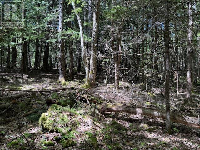 Lot 1 Upper Branch Road, Upper Branch, Nova Scotia  B0R 1E0 - Photo 6 - 202512448