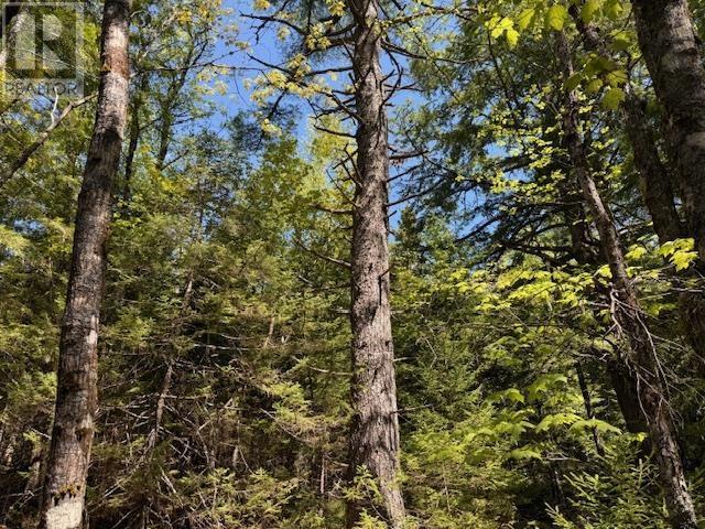 Lot 1 Upper Branch Road, Upper Branch, Nova Scotia  B0R 1E0 - Photo 7 - 202512448