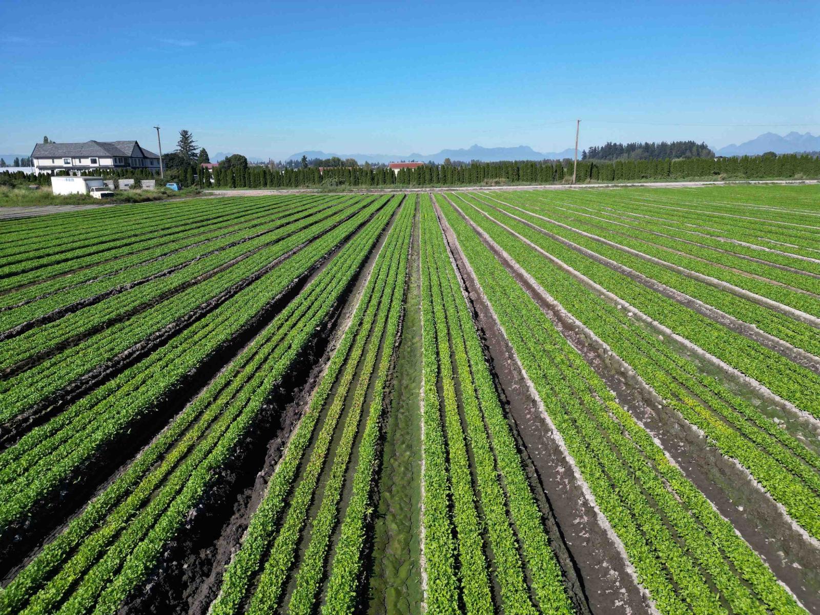 4444 168 Street, Surrey, British Columbia  V3Z 1E3 - Photo 7 - R3060168