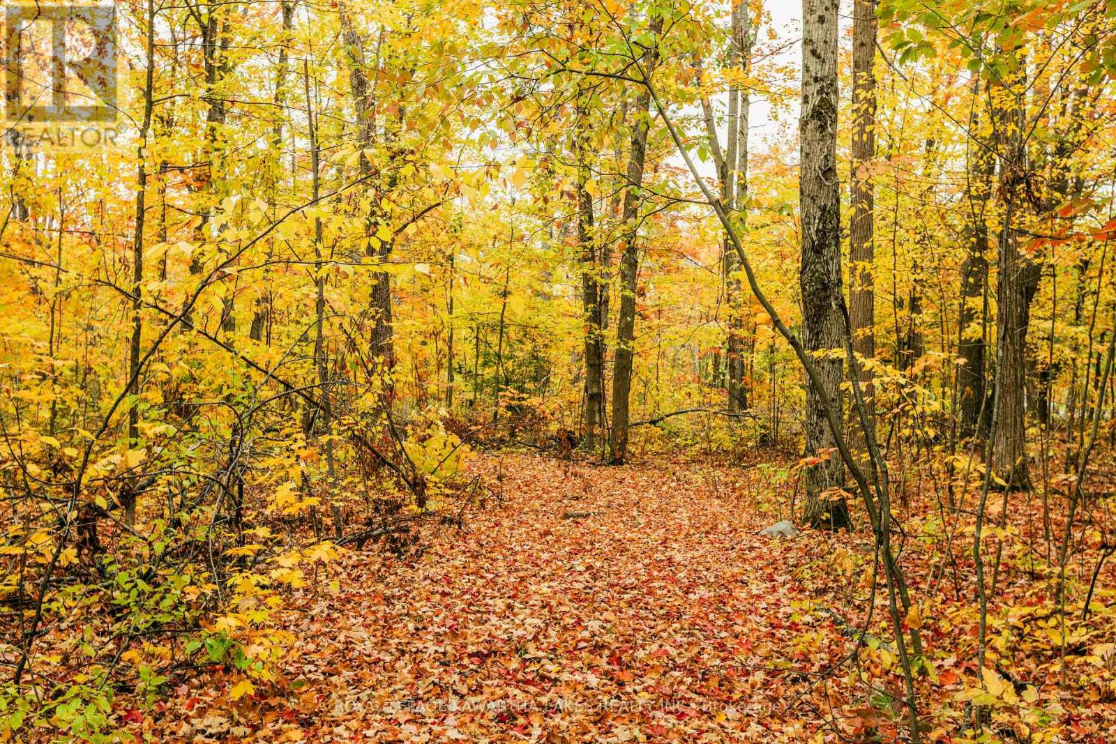 693 Balsam Lake Drive, Kawartha Lakes, Ontario K0M 2B0 - Photo 44 - X12475205