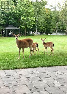 614 Guinevere Court, North Bay, Ontario  P1A 3N9 - Photo 13 - X12475793