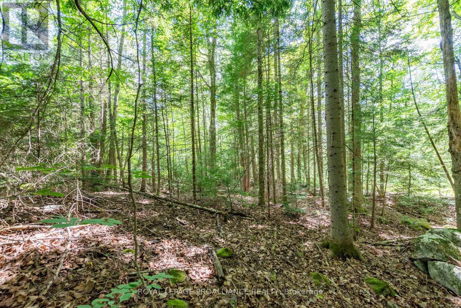 0 Buckshot Lake Road, North Frontenac, Ontario K0H 2M0 - Photo 3 - X12298222