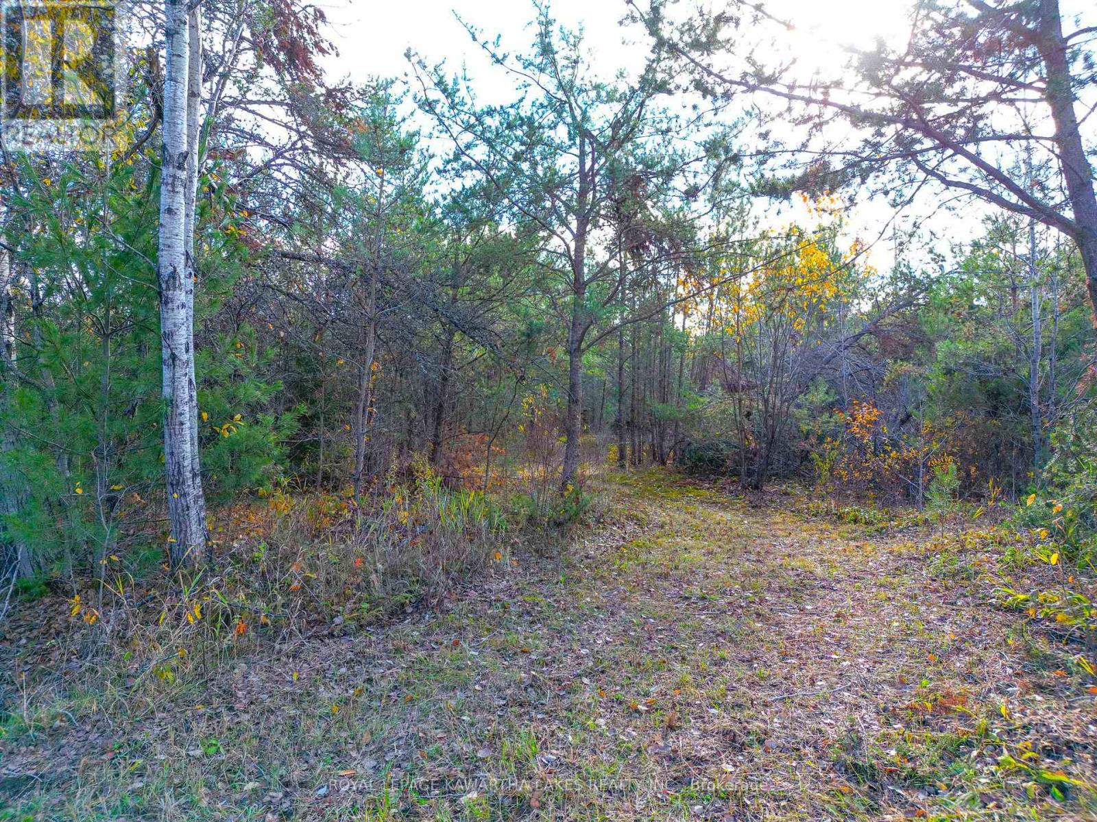 Lt 36 Hodgson Drive, Kawartha Lakes, Ontario  K0M 1C0 - Photo 4 - X12476297