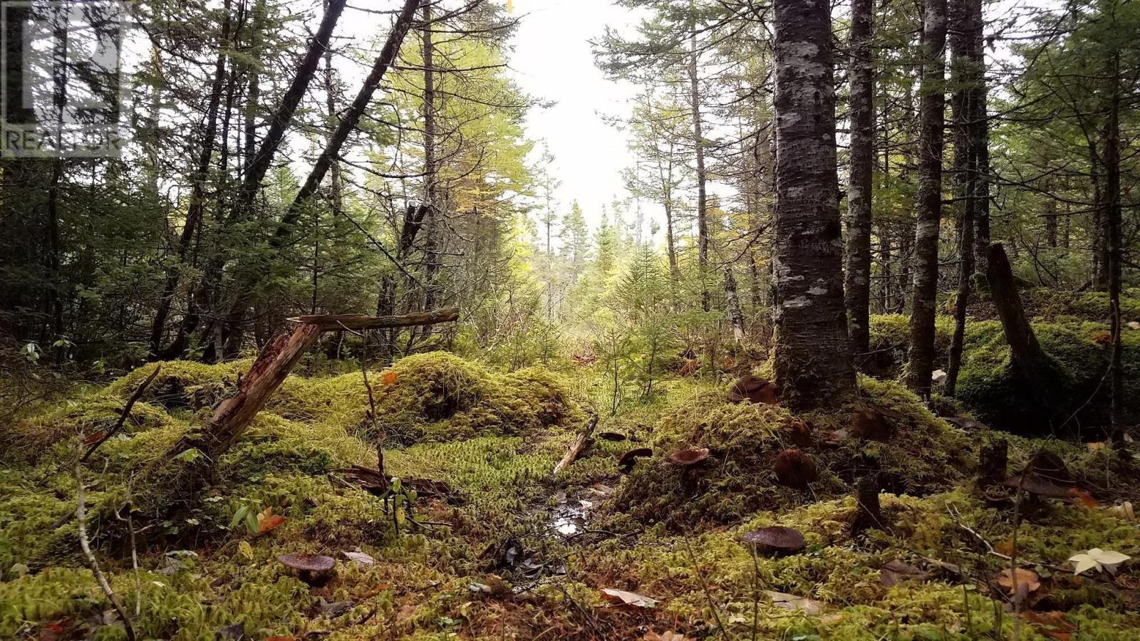 75 Evanston Rd, Cleveland, Nova Scotia  B0E 1J0 - Photo 24 - 202518843