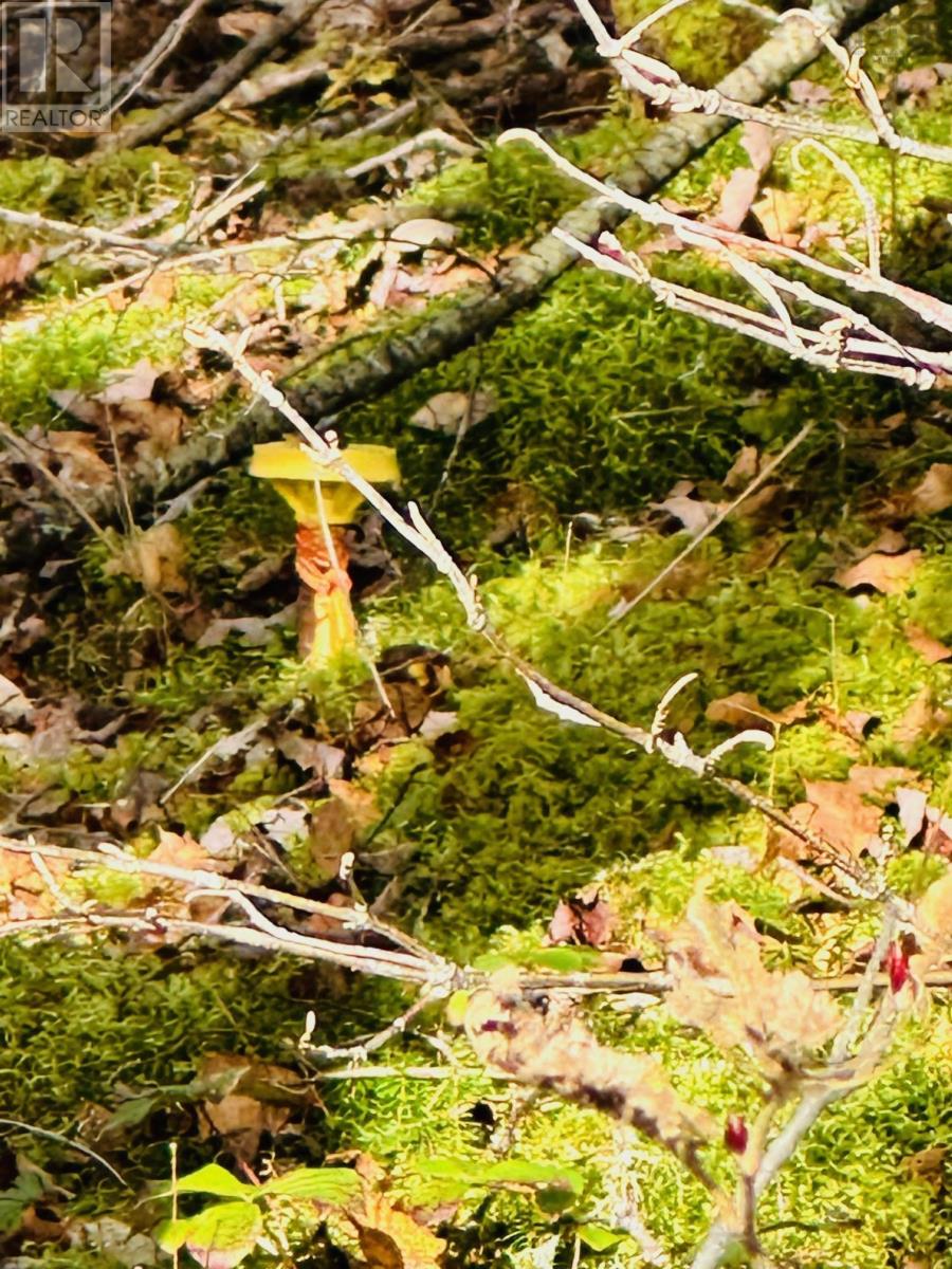 Lot 09-5 West Liscomb Point Road, West Liscomb, Nova Scotia  B0J 2A0 - Photo 17 - 202514389