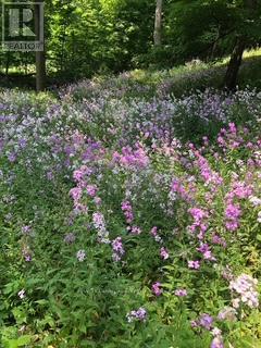 4912 Brown Road, Fort Erie, Ontario  L0S 1N0 - Photo 25 - X12479269