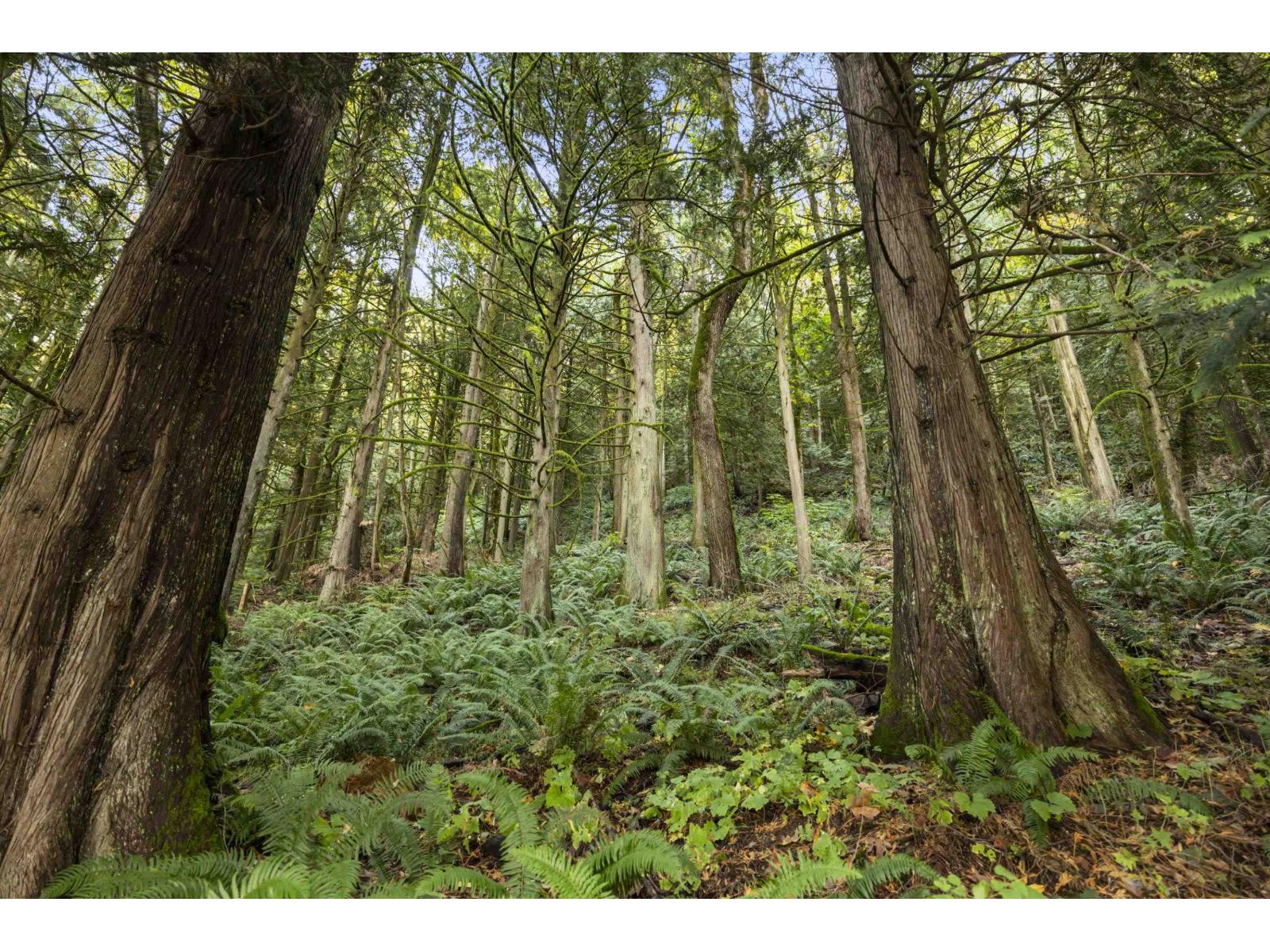 41612 Majuba Hill Road, Majuba Hill, Yarrow, British Columbia  V2R 5G8 - Photo 34 - R3061212