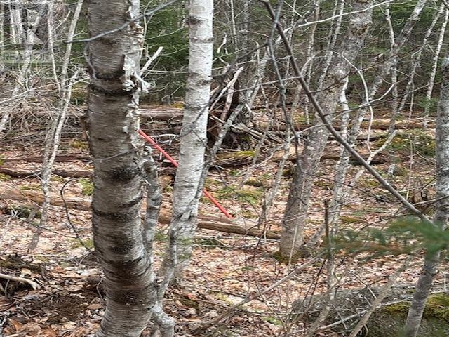 1040 Corkum And Burns Road, Black River, Nova Scotia  B4P 2R2 - Photo 28 - 202507196