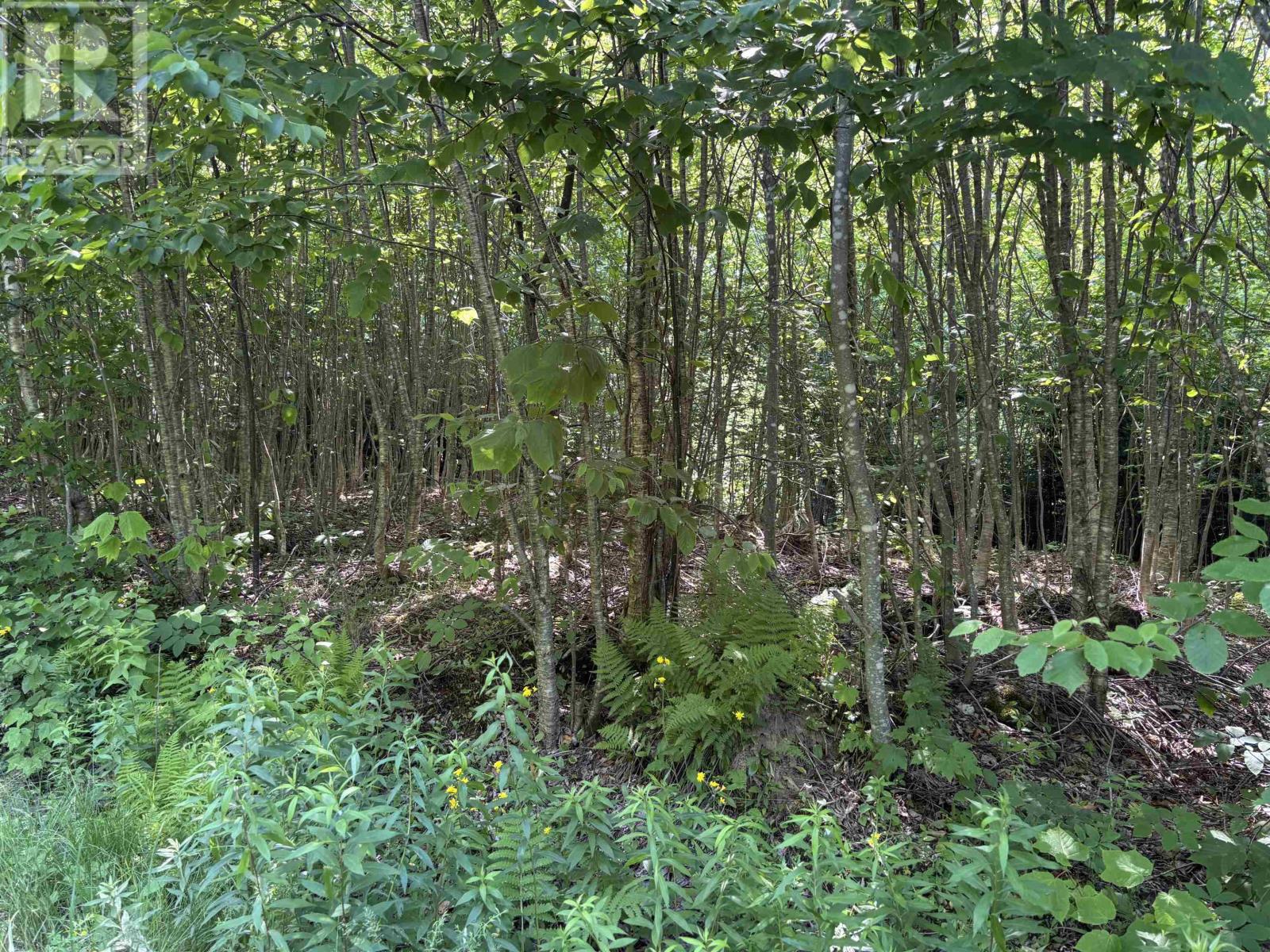 80 Acres Scotsburn Road, West Branch, Nova Scotia  B0K 1R0 - Photo 19 - 202501542