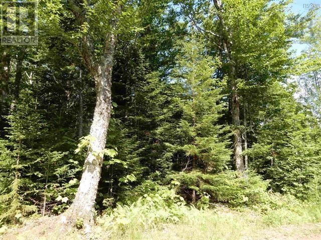 80 Acres Scotsburn Road, West Branch, Nova Scotia  B0K 1R0 - Photo 9 - 202501542