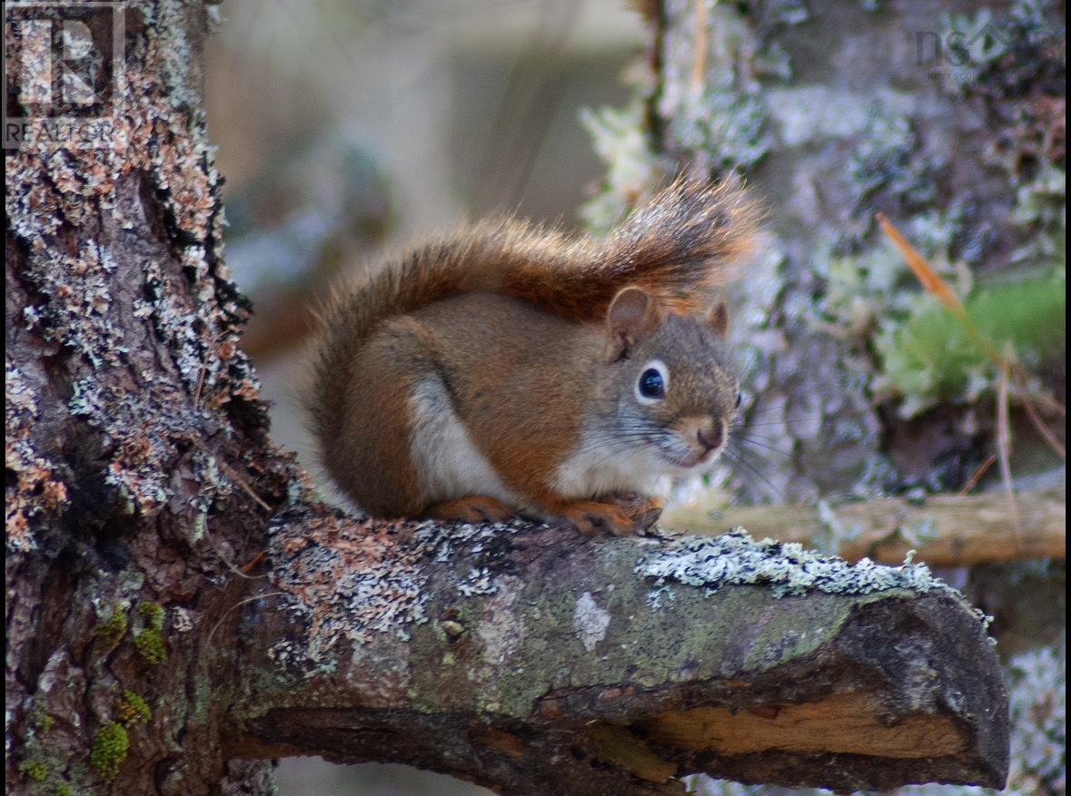 Lot (Pid 70083050) James Street, Brooklyn, Nova Scotia  B0J 1H0 - Photo 7 - 202509019