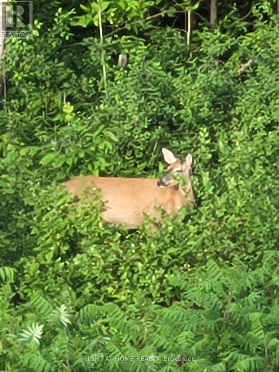 216 Sunset Vista Court E, Aurora, Ontario  L4G 3Y1 - Photo 40 - N12484433